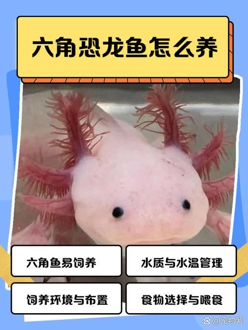 如何預防六角龍魚白斑病，六角龍魚（墨西哥鈍口螈）白斑病預防