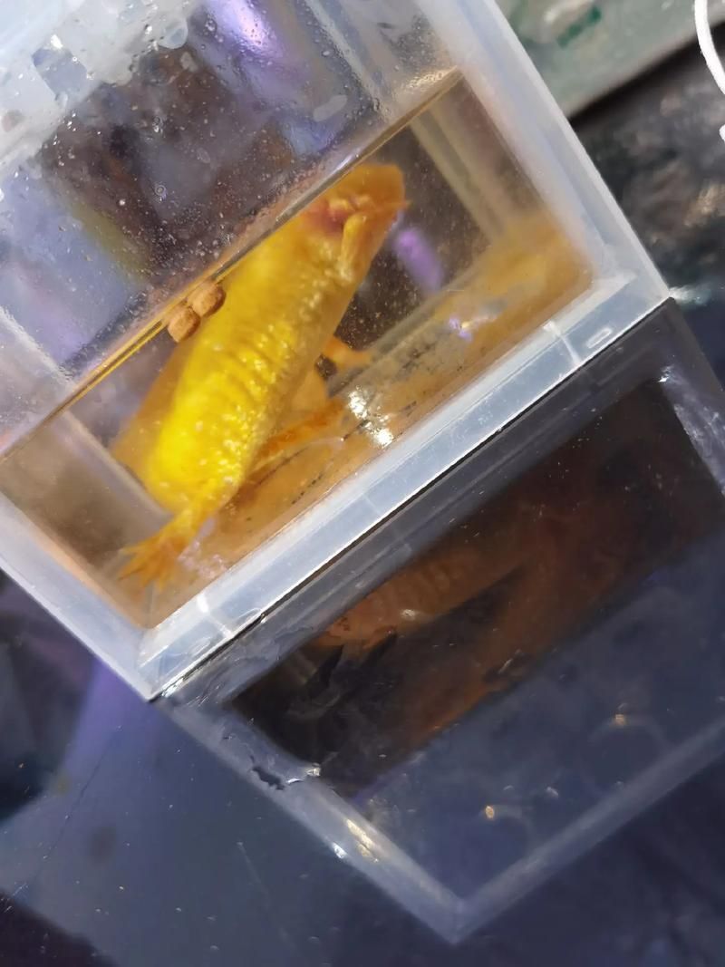 如何預防六角龍魚白斑病，六角龍魚（墨西哥鈍口螈）白斑病預防