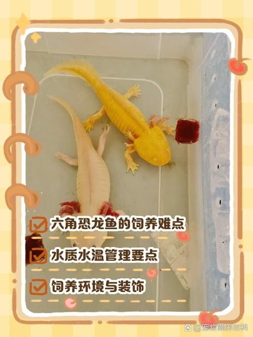 如何預防六角龍魚白斑病，六角龍魚（墨西哥鈍口螈）白斑病預防
