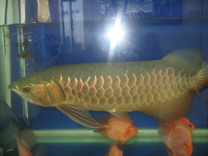 化州龍魚的市場價格，化州龍魚市場價格
