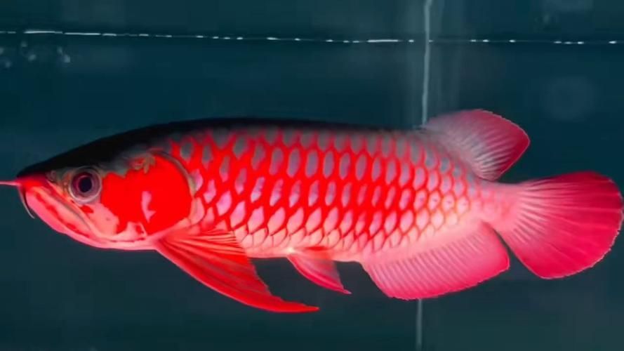 頂級紅龍魚品牌有哪些，頂級紅龍魚品牌