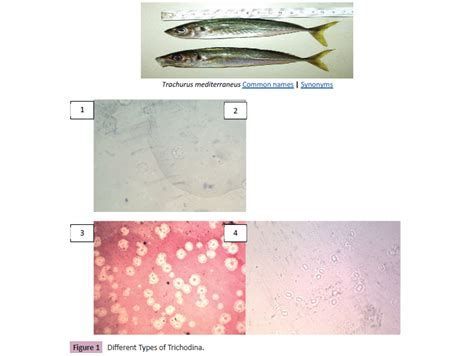 鲅魚肚子里成團白線寄生蟲，鲅魚肚子里為什么會出現一團白線寄生蟲？