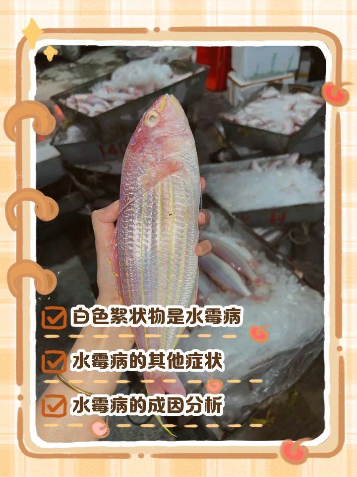 如何判斷龍魚嘴角長東西是否嚴重？，如何判斷“紅嘴、爛嘴、爛身”