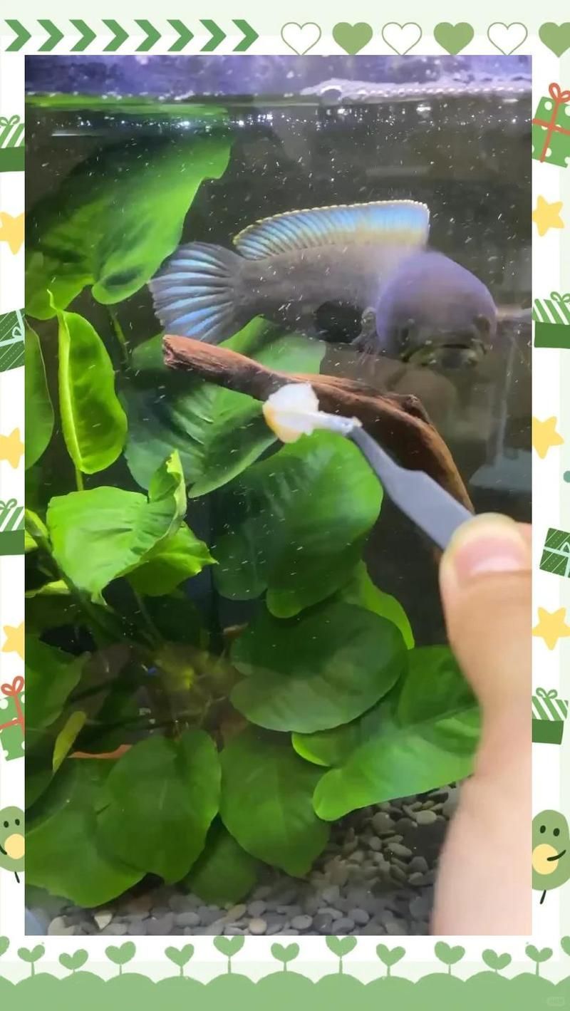 病愈后的龍魚應(yīng)該如何護(hù)理？，arxiv論文助手arxiv論文助手arxiv論文助手