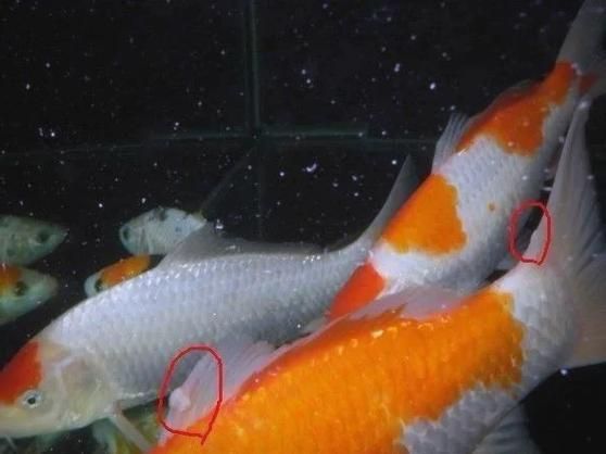 金魚傷口感染后如何治療，金魚傷口感染后如何治療金魚傷口感染后的治療方法