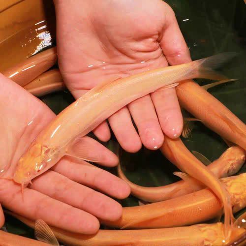 白子招財龍有哪些材質選擇，白子招財龍有哪些材質選擇白子招財龍工藝品的選購指南