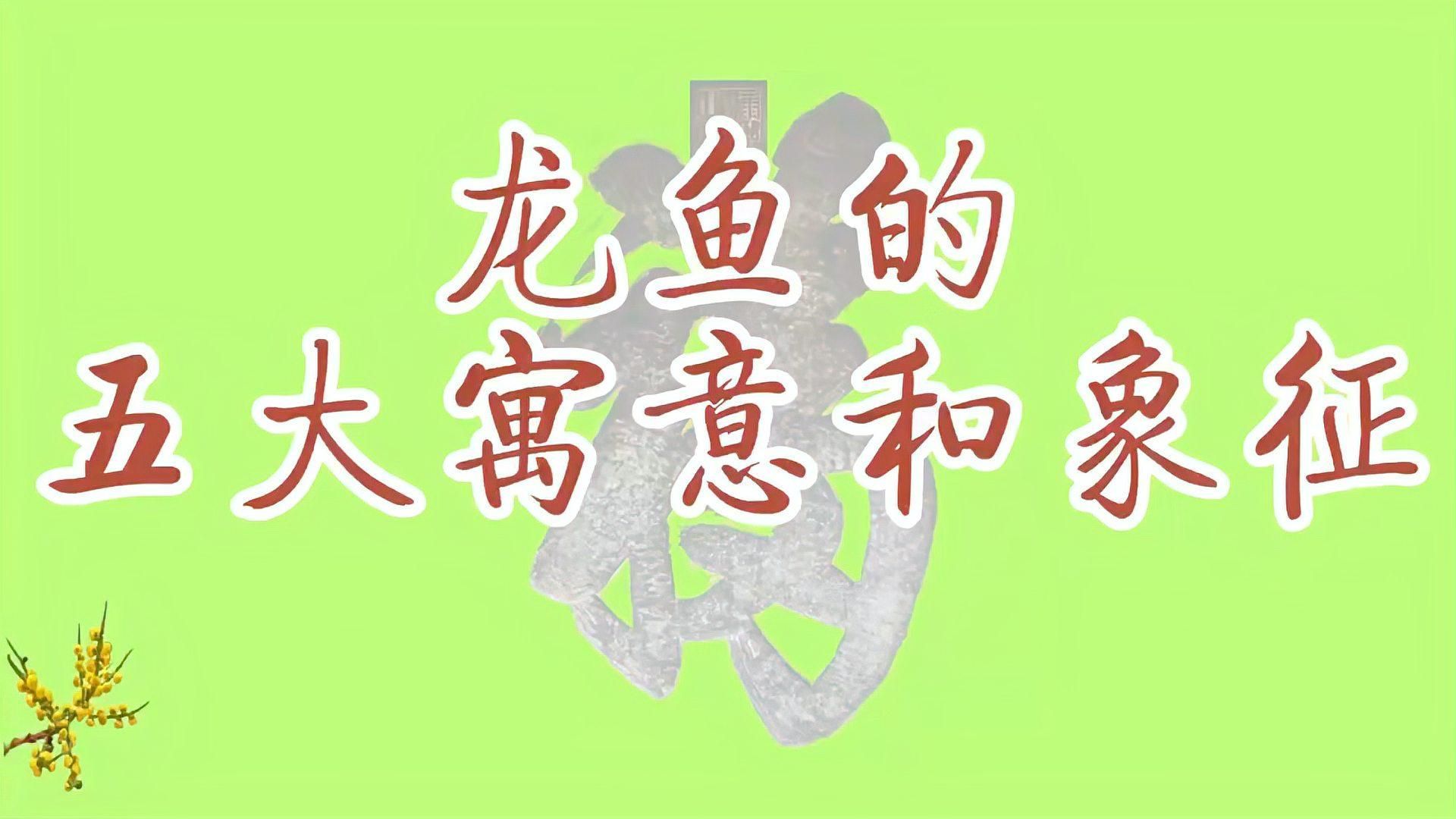 養兩條龍魚的寓意，養兩條龍魚的寓意深遠，