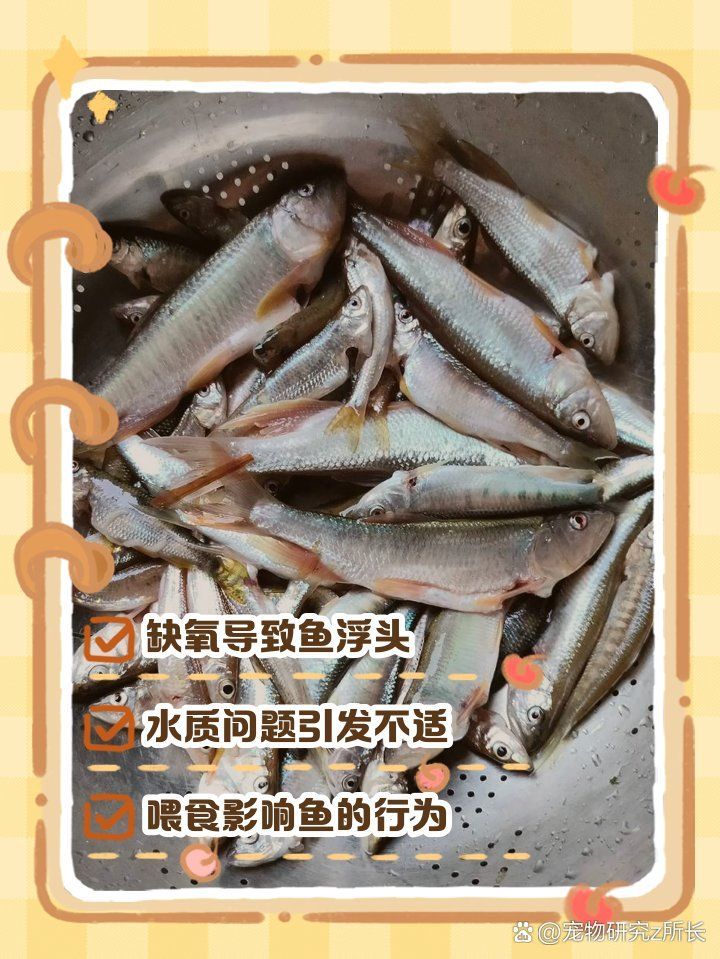 有哪些藥物可以有效治療龍魚浮頭，龍魚浮頭應該怎么治療