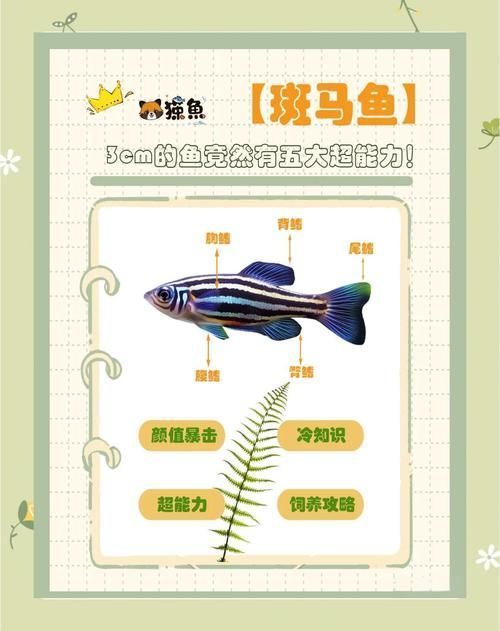 如何調整斑馬魚公母比例，如何調整斑馬魚公母比例調整斑馬魚公母–