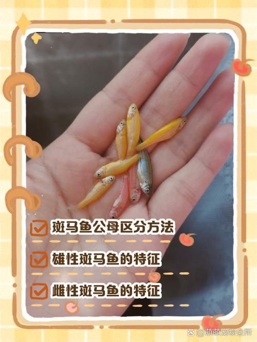 如何調整斑馬魚公母比例，如何調整斑馬魚公母比例調整斑馬魚公母–