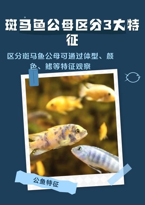 如何調整斑馬魚公母比例，如何調整斑馬魚公母比例調整斑馬魚公母–