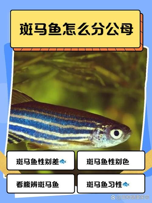 如何調整斑馬魚公母比例，如何調整斑馬魚公母比例調整斑馬魚公母–