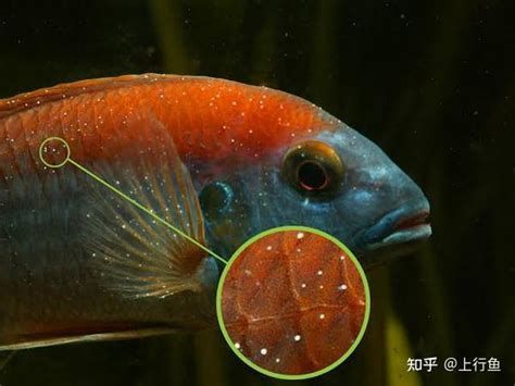 如何判斷龍魚眼睛小白點是否感染？，判斷龍魚眼睛小白點是否感染，龍魚眼睛小白點是否感染