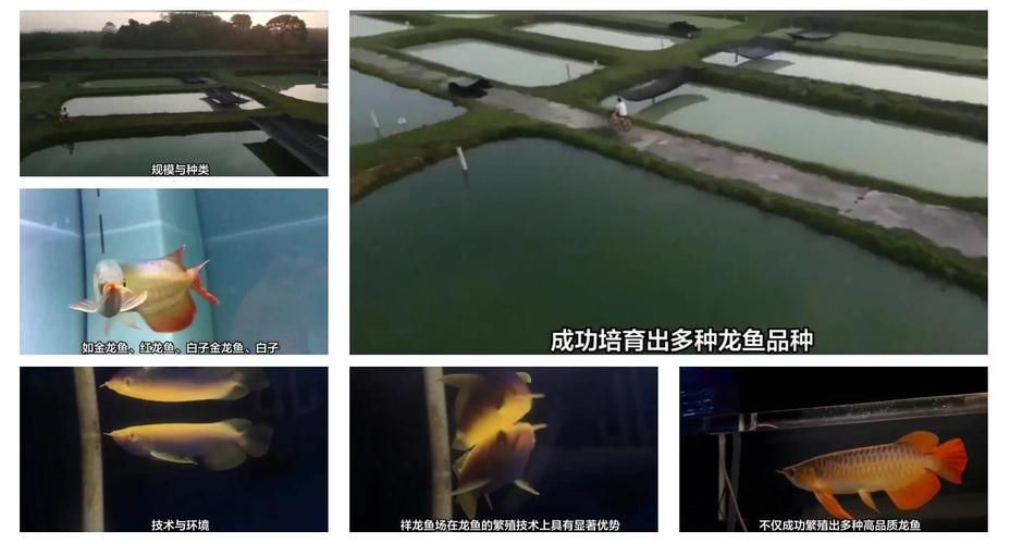 如何預約祥龍魚場的參觀？，如何預約祥龍魚場參觀？