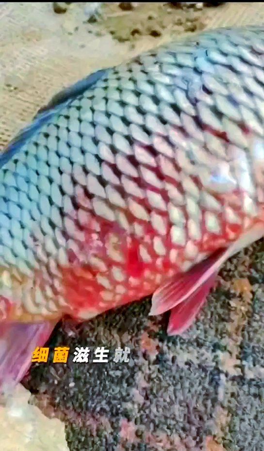 如何預防金魚魚鱗滲血，如何預防金魚滲血