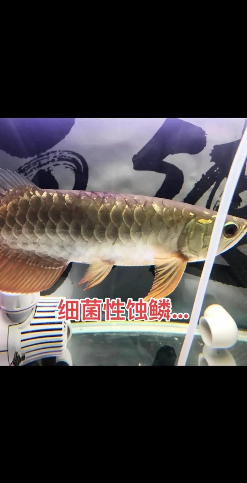 龍魚驅(qū)蟲后如何恢復，龍魚驅(qū)蟲后恢復時間表、權(quán)威水族專家建議、權(quán)威水族專家建議
