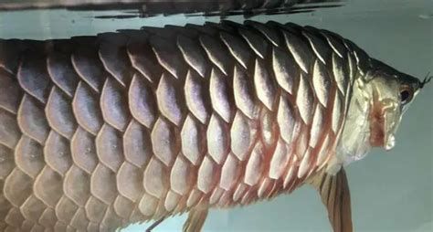 龍魚黑鱗最簡單三個方法，如何處理龍魚黑鱗問題
