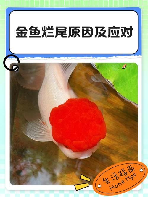 如何預防龍睛爛尾，如何預防龍睛爛尾,用戶要求詳解