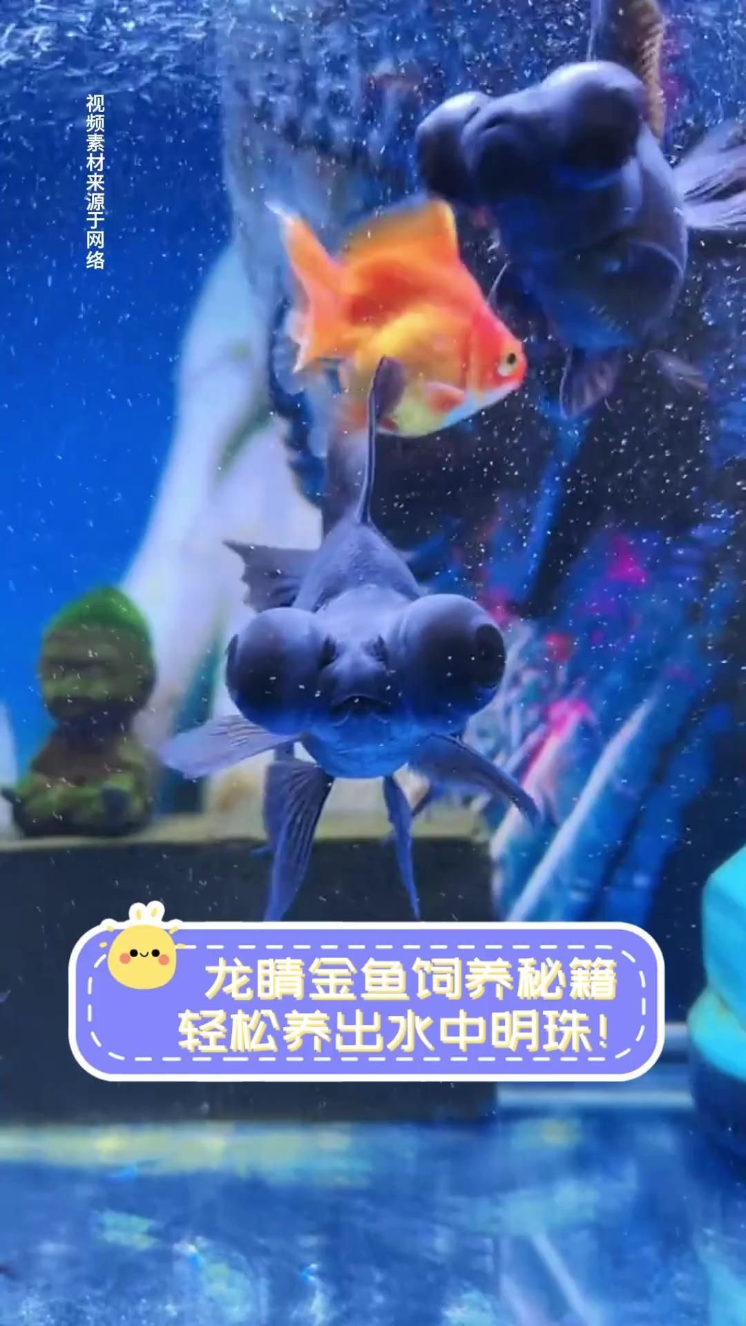 如何預防龍睛爛尾，如何預防龍睛爛尾,用戶要求詳解