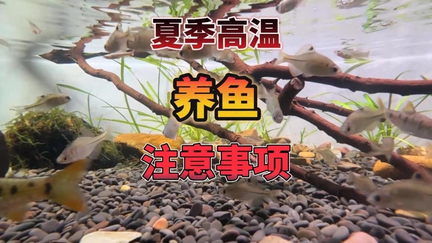 有哪些食物適合天氣熱時的龍魚