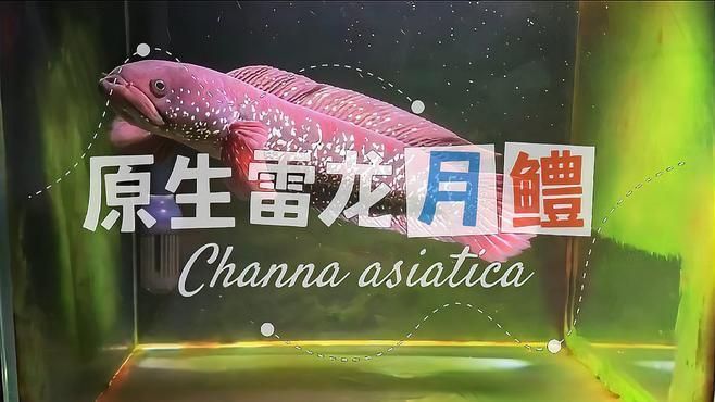 珍珠赤雷龍和月鱧有何區別，珍珠赤雷龍和月鱧有什么區別？