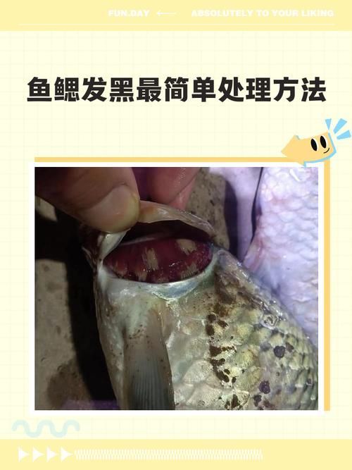 如何判斷龍魚的鰓蓋是否健康？，arxiv論文助手arxiv論文助手arxiv論文助手
