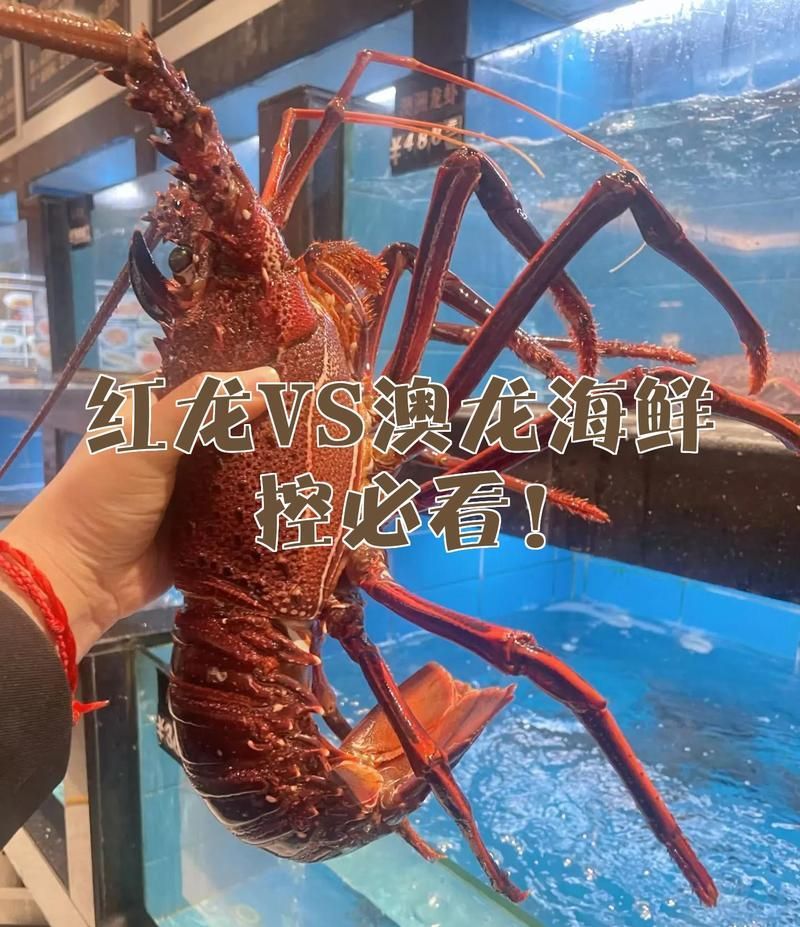 如何區分紅龍與澳龍，紅龍與澳龍海鮮控必看cilux對比速查表