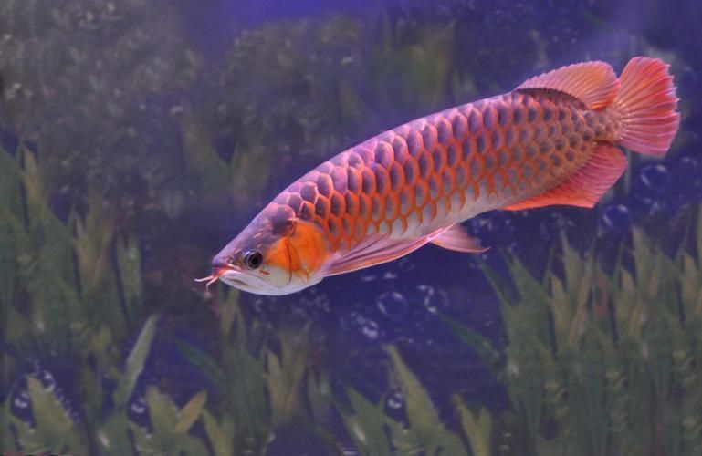 給我一張隆林龍魚的圖片