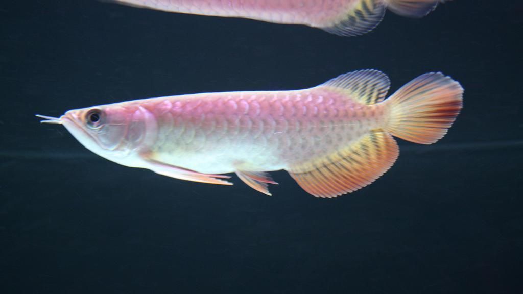 給我一張隆林龍魚的圖片