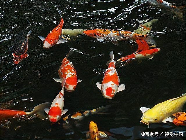 如何預(yù)防魚(yú)尾巴感染，如何預(yù)防“魚(yú)尾巴感染”