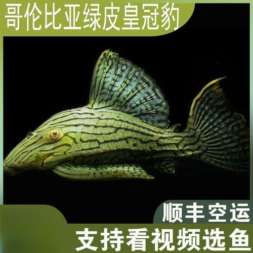 綠皮皇冠豹魚的價格是多少？