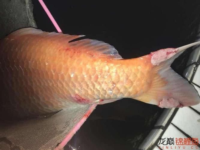 如何判斷錦鯉爛尾爛鰭的嚴重程度，判斷錦鯉爛尾爛鰭的嚴重程度思考完成arxiv論文助手
