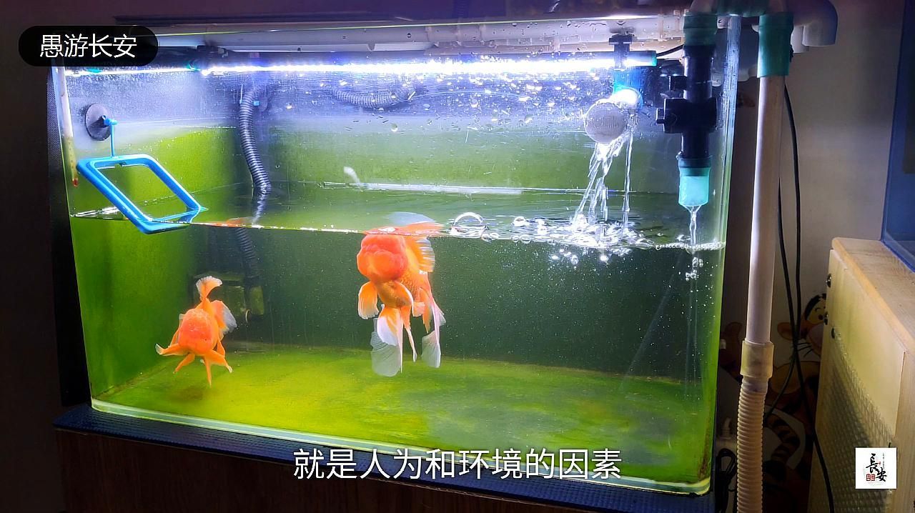 金魚鰭充血會自愈嗎，如何判斷金魚鰭充血是否嚴(yán)重