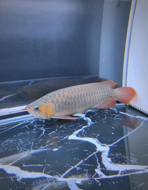 龍魚趴在缸底如何救它？，無增氧設備、魚缸密度過