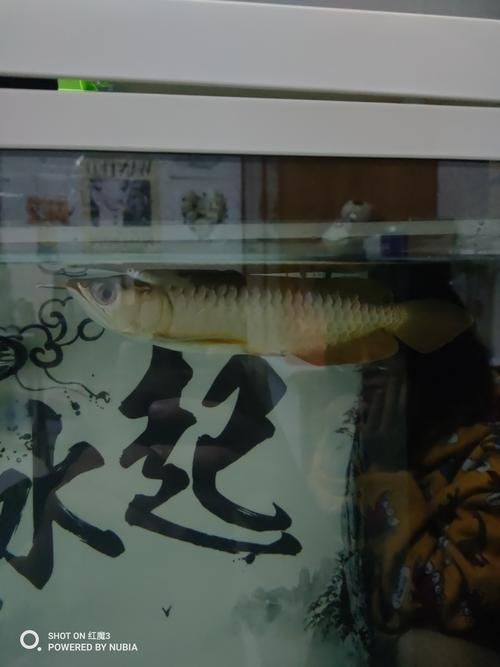 龍魚趴在缸底如何救它？，無增氧設備、魚缸密度過