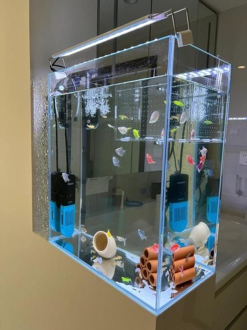 裸缸養魚有哪些注意事項