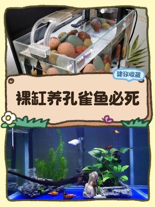 裸缸養魚有哪些注意事項