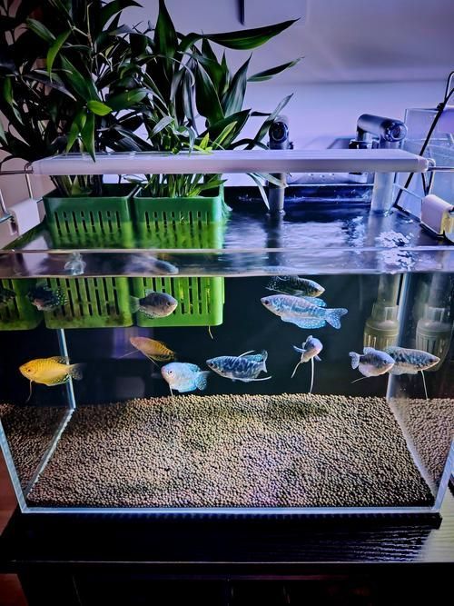 裸缸養魚有哪些注意事項