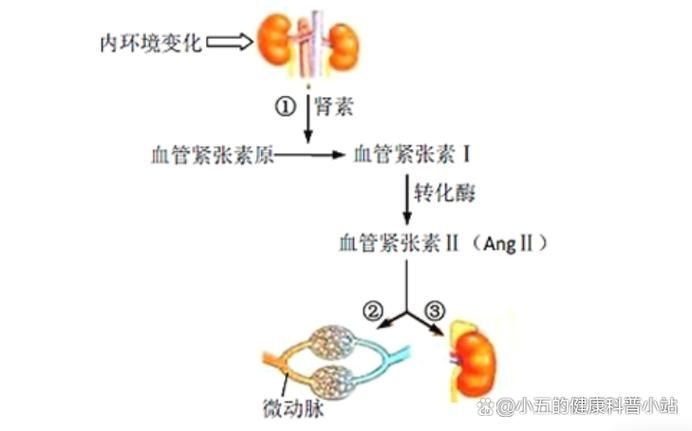這三種病分別用什么藥最有效，中國高血壓、2型糖尿病、冠心病的首選藥物詳解