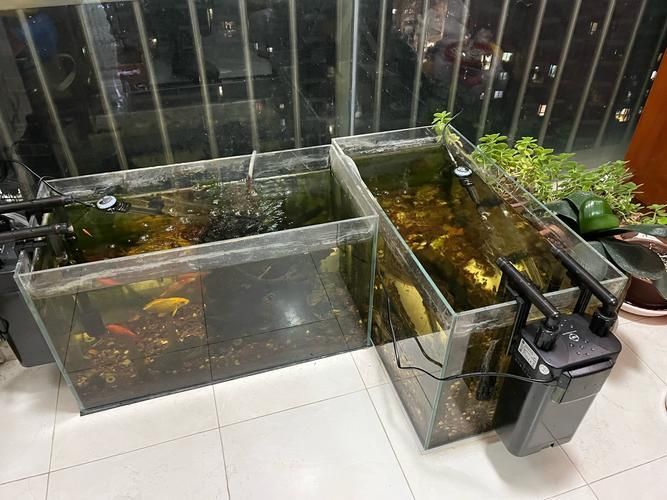 紅金龍魚飼養環境要求，紅金龍魚的飼養環境要求