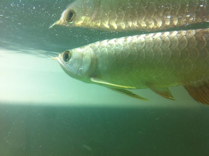 如何鑒別大化龍魚的真偽？，大化龍魚（scleropagesformosus）真偽鑒別
