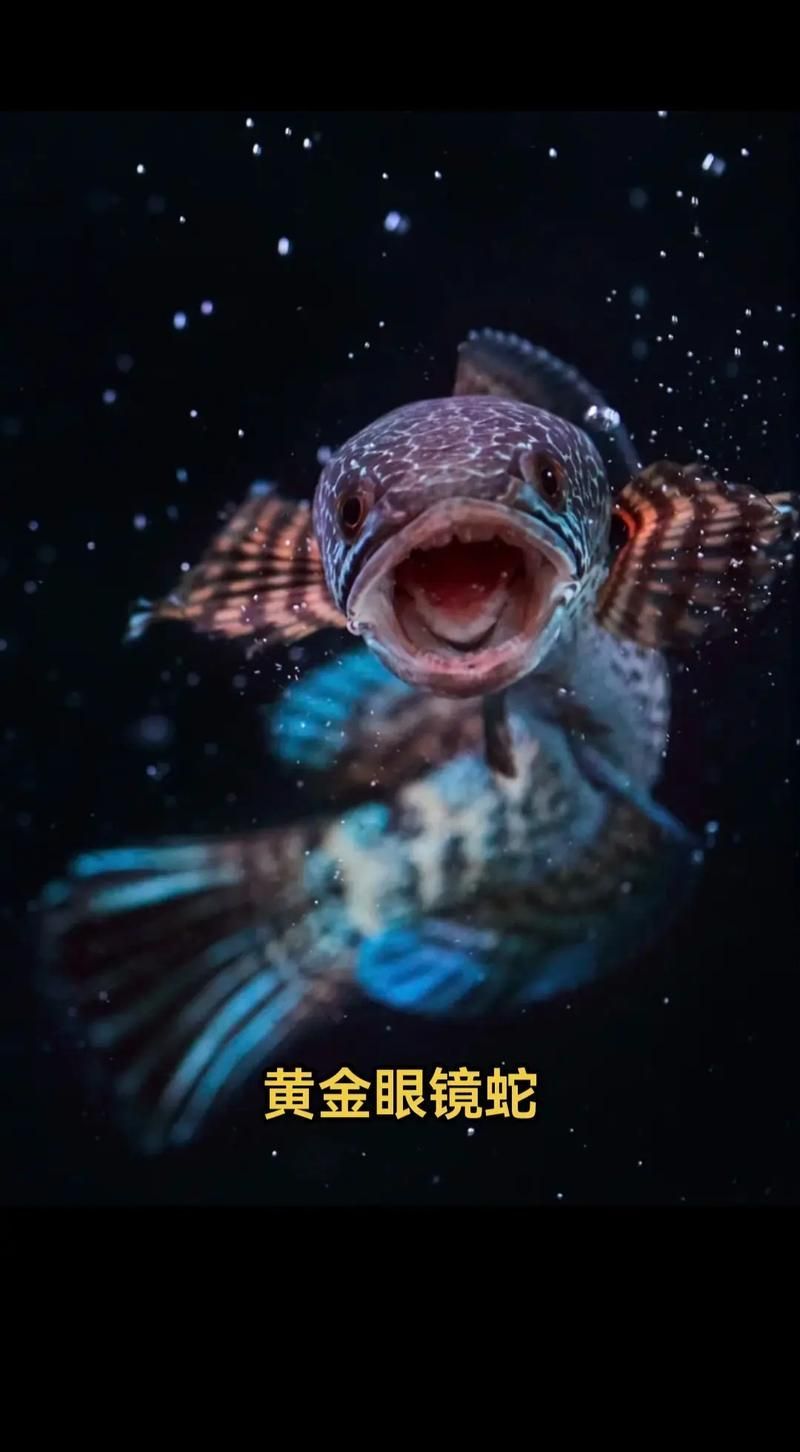 如何辨別雷龍魚的品質？，如何辨別雷龍魚