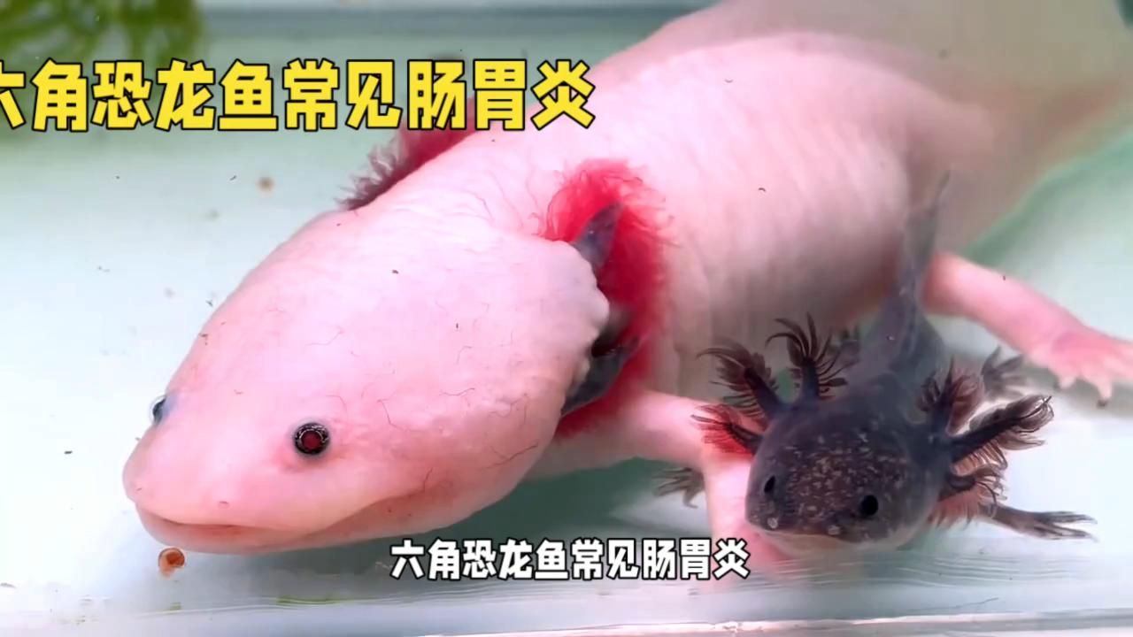 六角恐龍魚有哪些常見疾病？，六角恐龍魚常見疾病及其癥狀與應(yīng)對(duì)建議六角恐龍魚常見病癥對(duì)照表