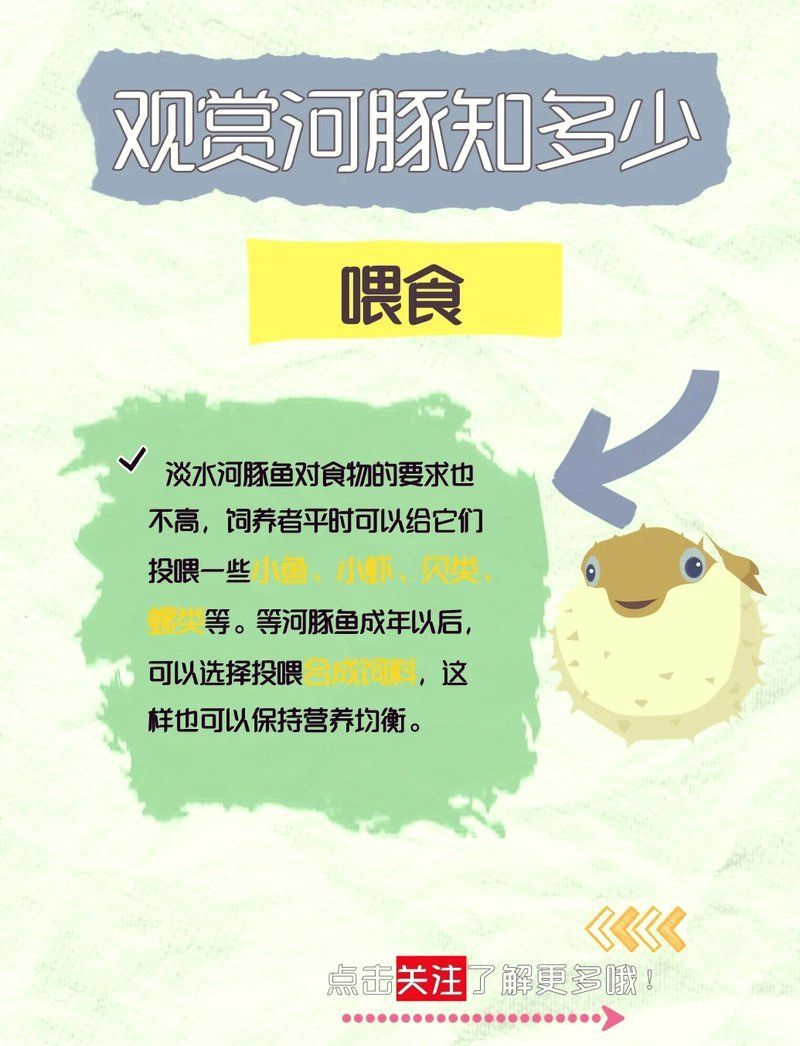 河豚和小龍魚哪個(gè)更有觀賞價(jià)值，河豚和小龍魚哪個(gè)更有觀賞價(jià)值河豚和小龍魚哪個(gè)更有觀賞價(jià)值