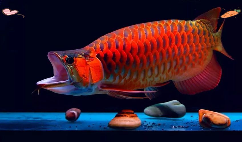 能否提供徐匯龍魚的圖片，徐匯龍魚圖片欣賞