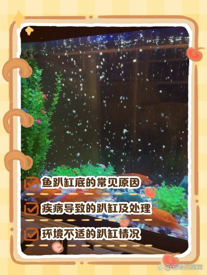龍魚老是趴在缸底有辦法解決嗎，龍魚老是趴在缸底怎么辦