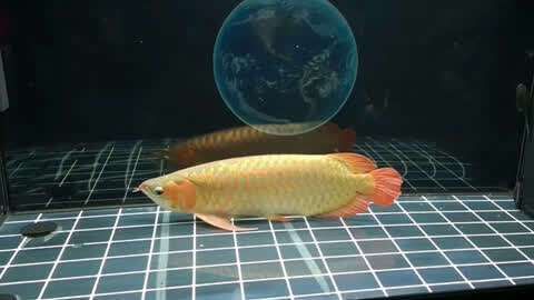 龍魚老是趴在缸底有辦法解決嗎，龍魚老是趴在缸底怎么辦