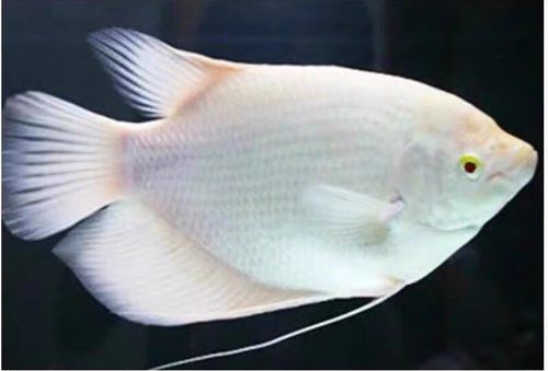 如何鑒別紅眼招財魚的品相，如何鑒別紅眼招財魚