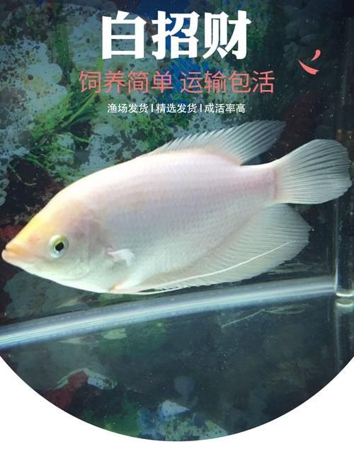如何鑒別紅眼招財魚的品相，如何鑒別紅眼招財魚