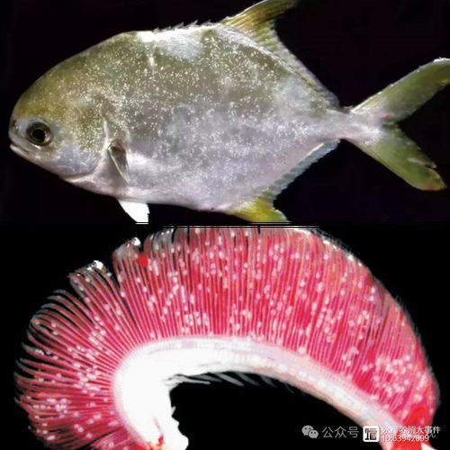 海水魚發(fā)白潰爛最簡(jiǎn)單三個(gè)征兆，如何識(shí)別海水魚發(fā)白潰爛的三大征兆